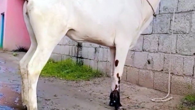 Fatehjangi Cow/Pure Breed Fatehjangi Cow/Healthy Cow/Cow for Calfs/Dhanni Bull/White Cow/Dhanni Cow