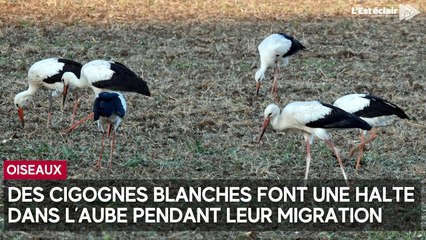 Des cigognes observées dans l’Aube en plein mois d'août