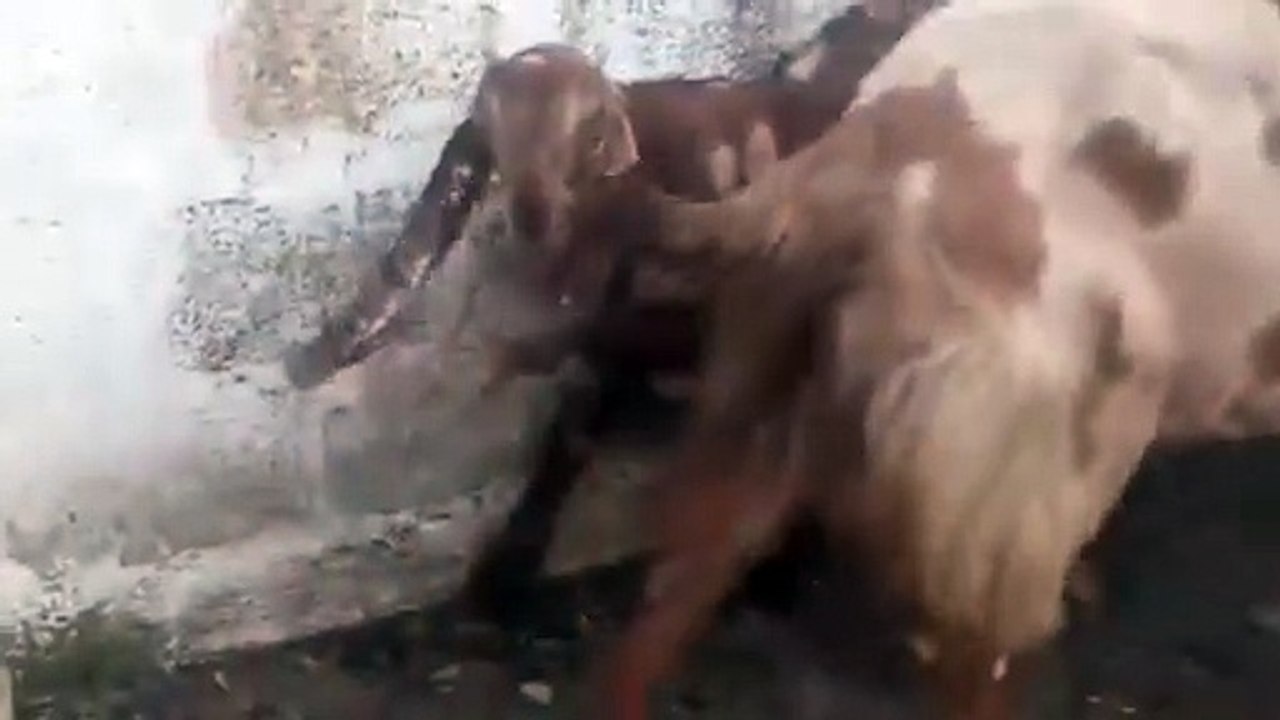 Cross Breed Goat/Healthy Goat/Beetal Goat/Male Goat Kid/Shera Color Goat/Unique Color Goat/Cute Goat