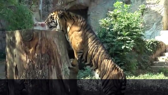 Contro l'anticiclone Caronte, ghiaccioli per gli animali al Bioparco di Roma