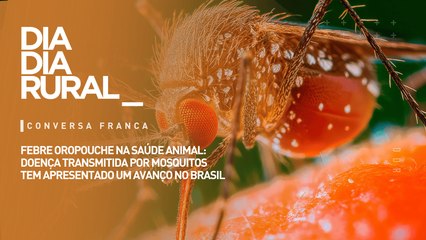 Febre Oropouche na saúde animal: doença transmitida por mosquitos tem apresentado um avanço no Brasil