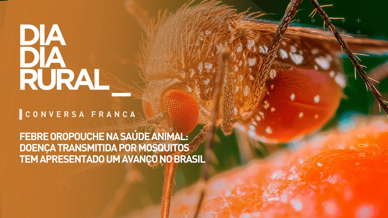 Febre Oropouche na saúde animal: doença transmitida por mosquitos tem apresentado um avanço no Brasil
