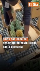 Piñas con cocaína: desmantelan envío ilegal hacia Alemania