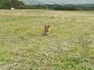 albatre de la croix de l'hermite chez didier Kadour dresseur
