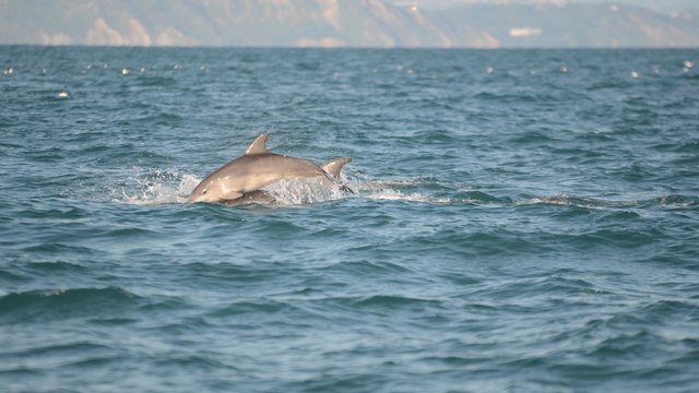 Il video dei delfini nel mare Adriatico: in viaggio con i ricercatori che li studiano al largo della Romagna