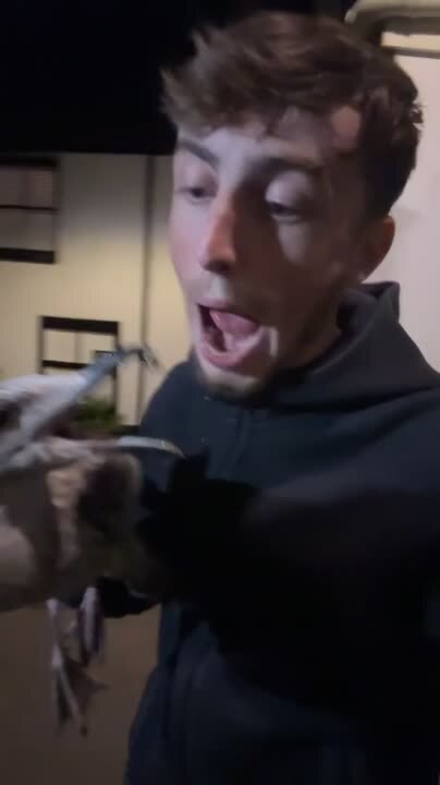 Guy Playing Silly With Seagull Gets His Nose Bitten