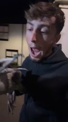 Guy Playing Silly With Seagull Gets His Nose Bitten