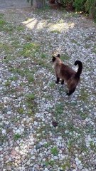 Follow Me, Hooman! 🐾 Cat Leads Owner Straight Home After Big Day Out #shorts #funnycats #catvideo #funnycatvideos #cats #cutecats
