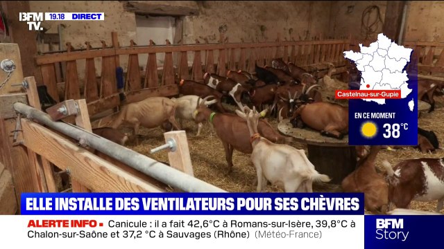 Le bien-être animal est indispensable : face à la canicule, cette éleveuse installe des ventilateurs pour ses chèvres
