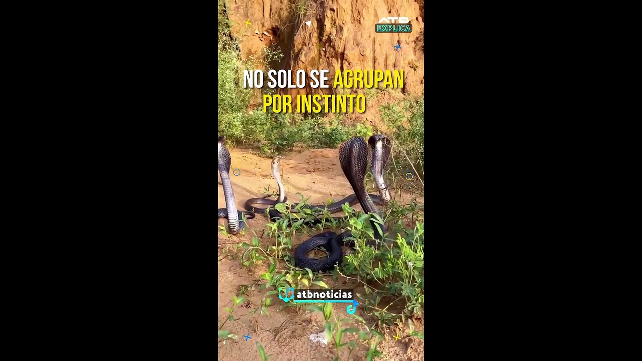 ATBEXPLICA - Amistad entre serpientes: más que frías, son fieles compañeras