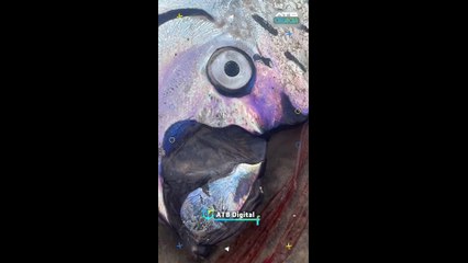 Pez del juicio final causa revuelo tras varios avistamientos