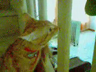 le chat de mes voisins