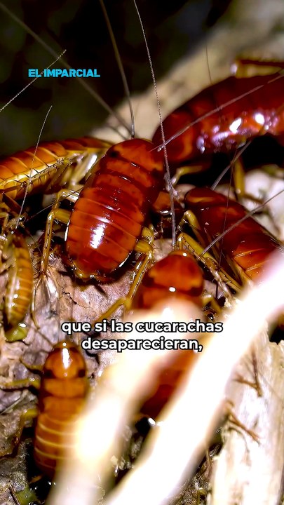 ¿Qué pasaría si las cucarachas dejaran de existir?