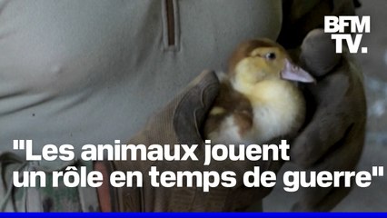 Un caneton intégré à une brigade ukrainienne pour apaiser les soldats