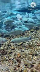 Os animais mais fofos do mundo N•144