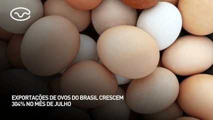 Exportações de ovos do Brasil crescem 304% no mês de julho