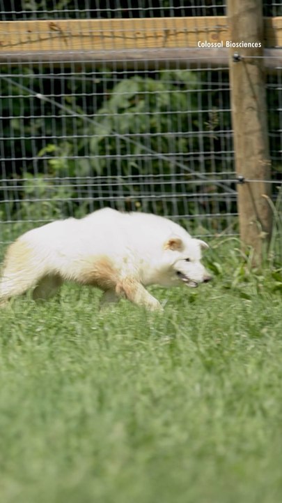 The 3 Dire Wolves Who Were Brought Back from Extinction Meet for the First Time