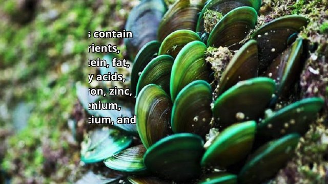 Are Green Mussels Dangerous Beware of These 3 Things so that we don't regret consuming them