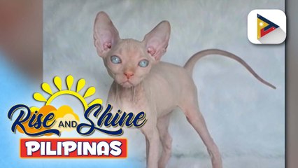 Wednesday Pet's Day | Sphynx cat; mga natatanging katangian ng sphynx cat, alamin!