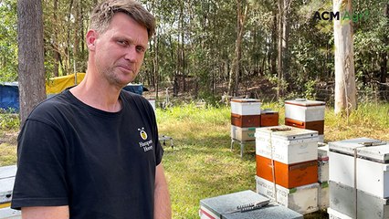 50,000 bees per hive driving strong yields at Hampson Honey