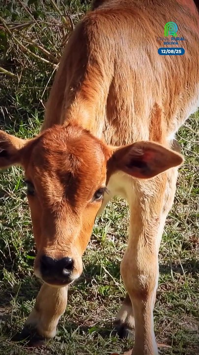 Cinco cosas que debe saber antes de comprar un ganado y cuidar su inversión