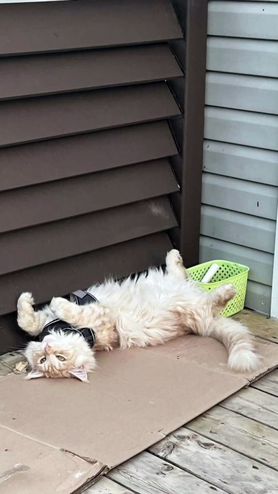 Maine Conon when he was hot all fours in the air