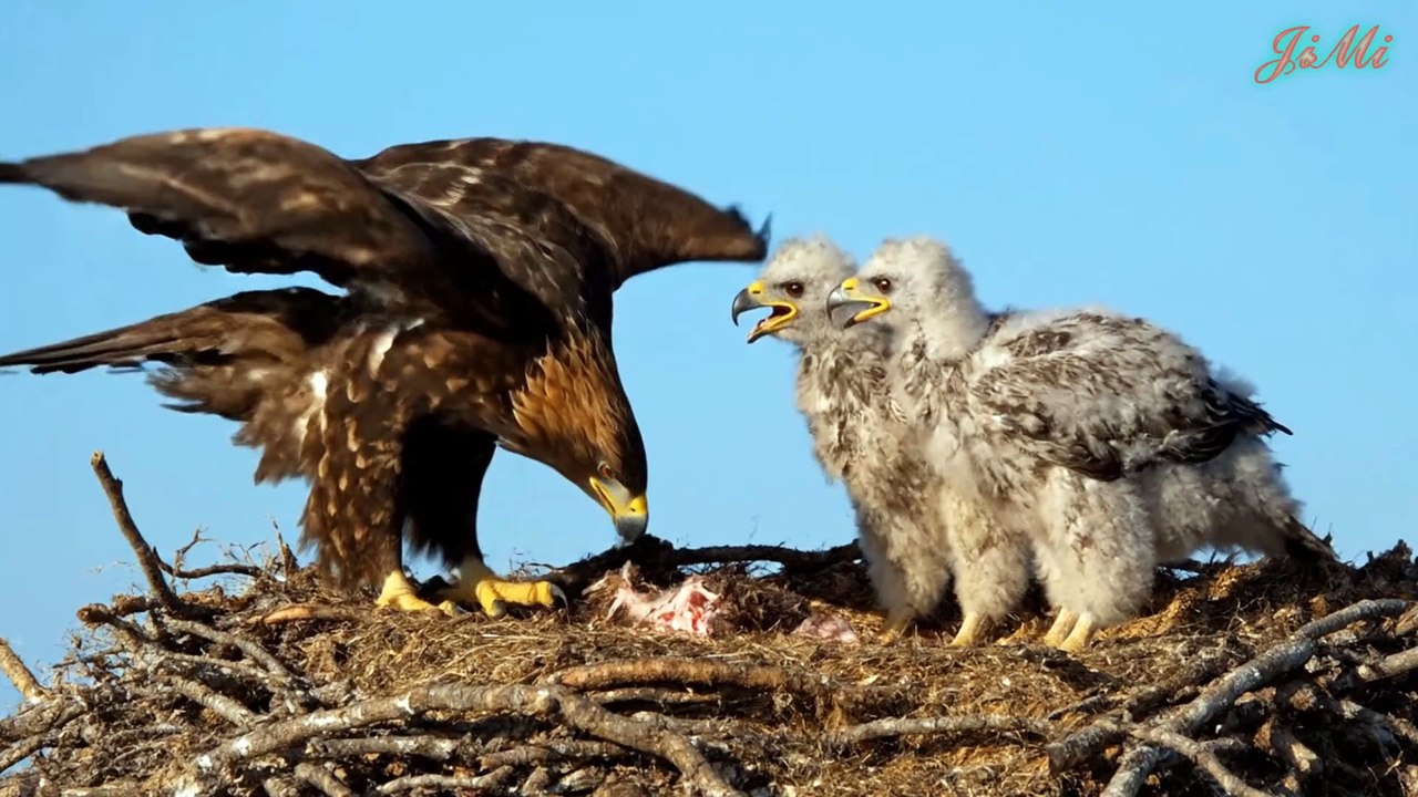 Đại Bàng Vàng - Chiến Bình Dũng Mãnh Của Bầu Trời