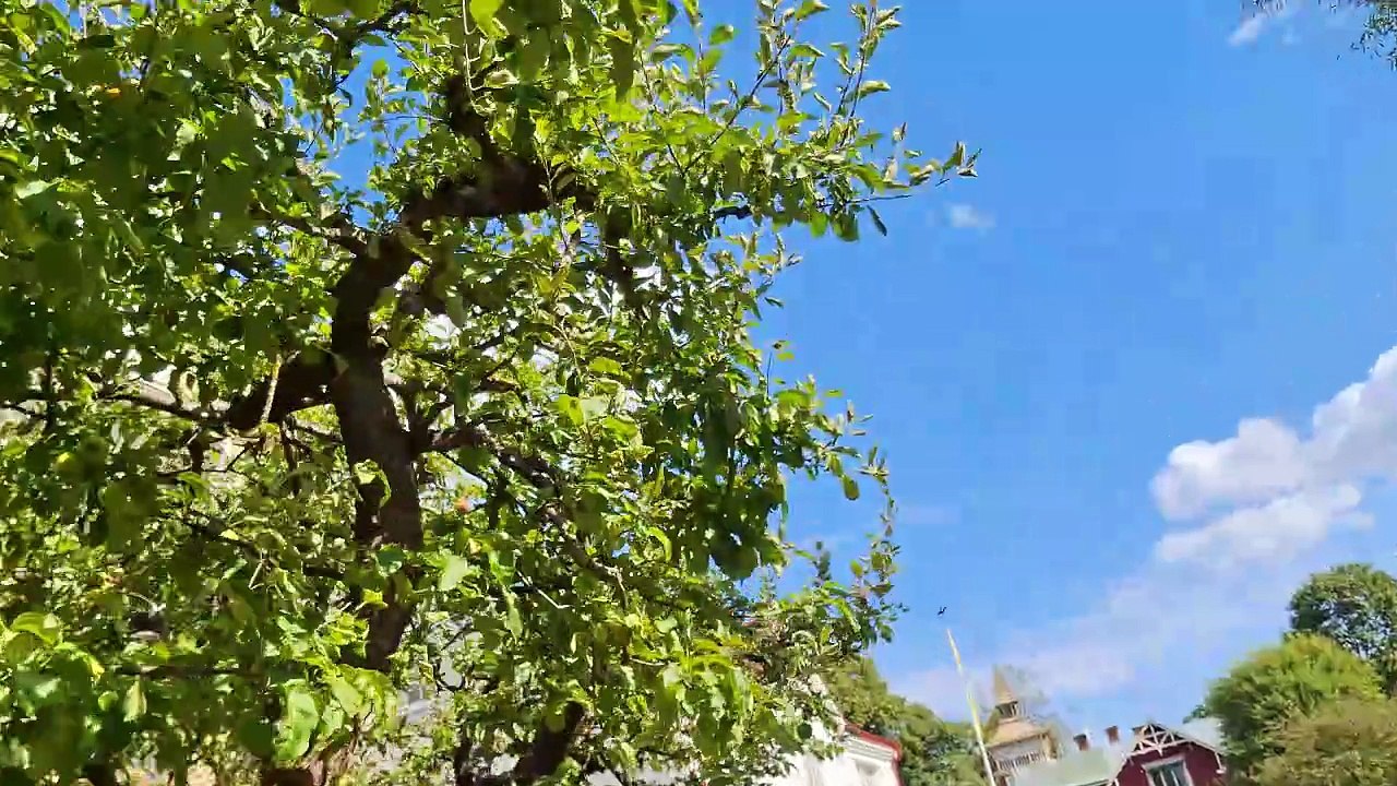Promenerar från invid Ånäsparken till Hagaparken i Örebro 14 Aug. 2025
