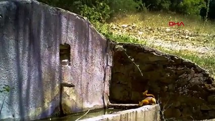 Uludağ’da çeşmeden su içen tilki ve sincap, fotokapanla görüntülendi