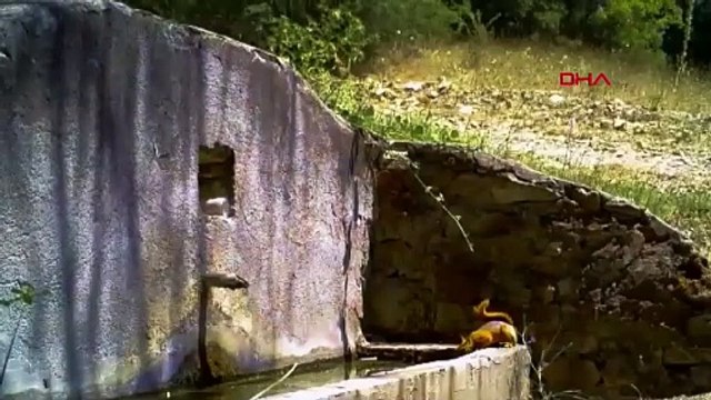 Uludağ’da çeşmeden su içen tilki ve sincap, fotokapanla görüntülendi