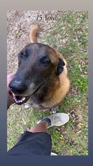 Loubo, le chien de feu Alain Delon qui est tant aimé par tous les enfants de la star