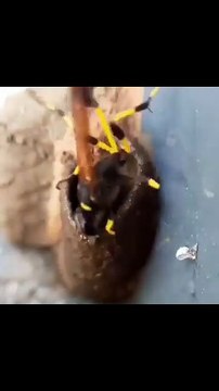 Hard to Believe? No School, No Teacher… Yet This Tiny Mud Dauber Is an Engineer, Hunter, and Mother — All on Its Own! 🐝💪 #reelsvideoシ #reelsviralシ #reelsfypシ #reelsfb #reelschallenge #followers #