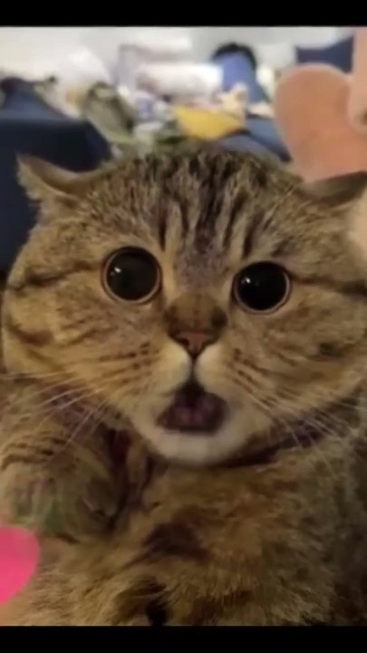 CUTE CAT APT APT... #cutecat #kitten #funnypaws  #cat #apt