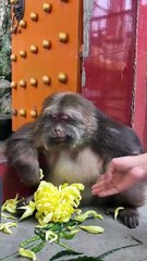 Although she is a girl, she still looks a bit like my father.😁