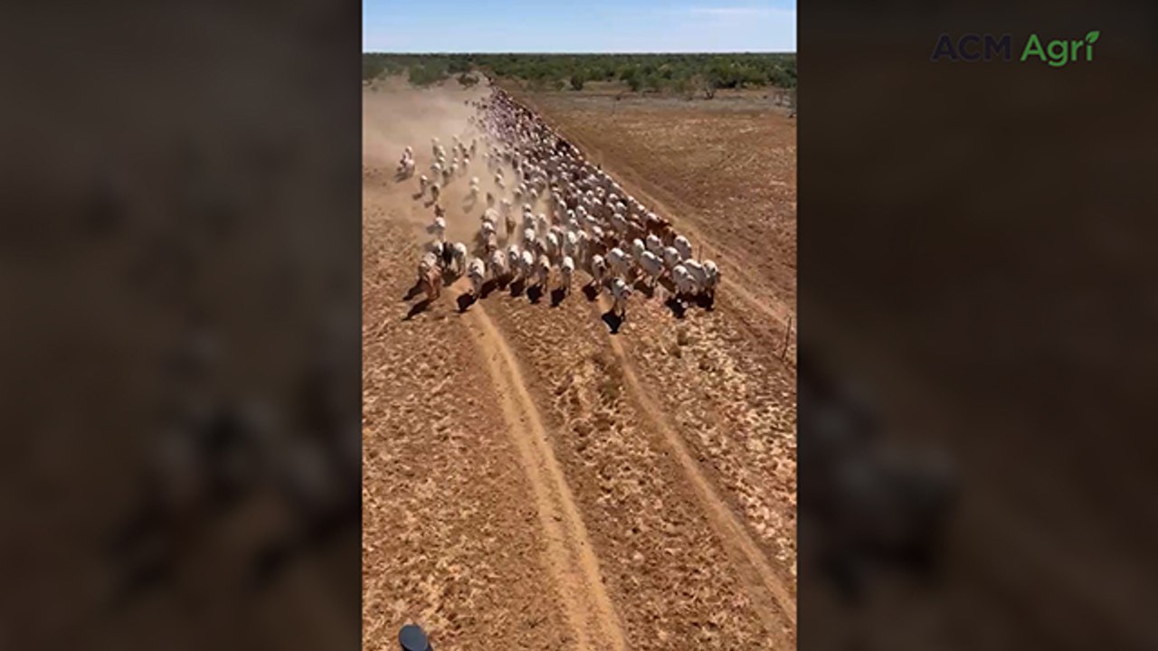 Aerial mustering in dry conditions