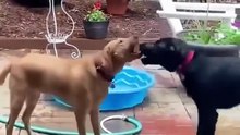 Doggos drinking water with zero chill