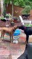 Doggos drinking water with zero chill