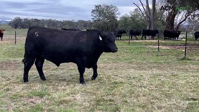 Stud record at Hobbs Livestock bull sale