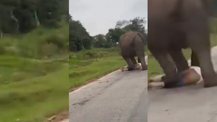 Un turista es perseguido y pisoteado por un elefante tras intentar hacerse un selfie…