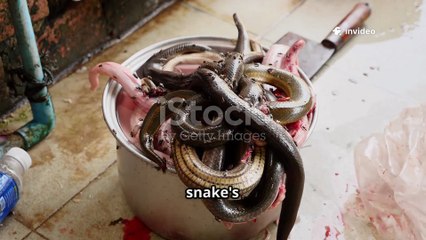 🐍 20ft Python Found on Dumpster in Downtown LA | Reptile Wrangler Rescues Giant Snake