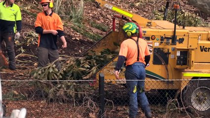 Trees removed from Kings Park due to hole Borer, increasing the risk of landslips