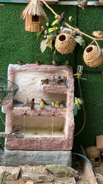 A variety of colorful finches and other small birds gathered around a multi-tiered water feature with flowing water.