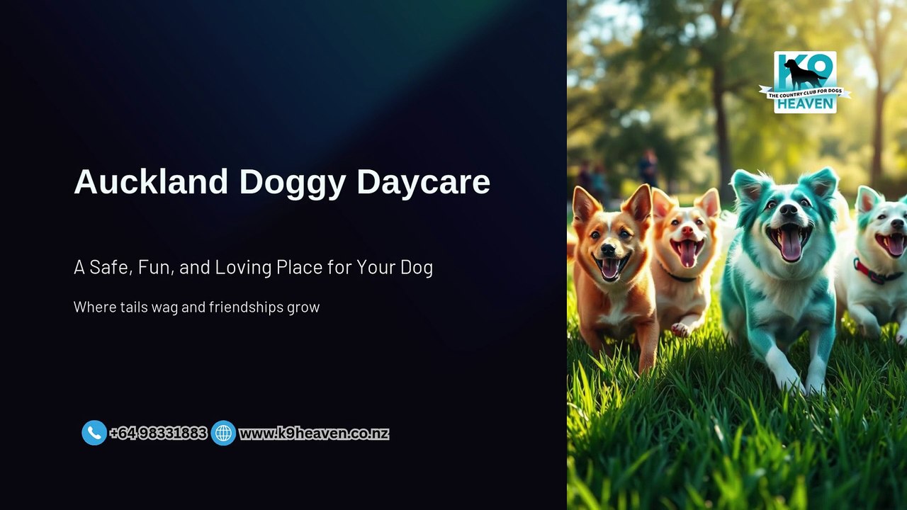Auckland Doggy Daycare – Safe, Fun & Caring Pet Care Services