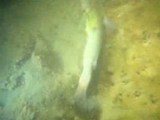 Plongée dans le Lac de Viry-Chatillon