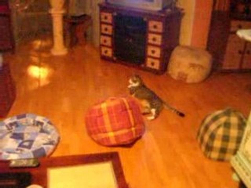 Maïa et Kiwi : les 2 fous lol