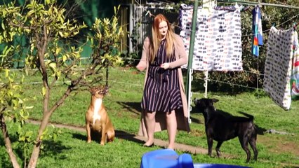 Calls for animal abuse to be defined in South Australia’s coercive control laws