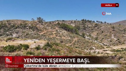 Muğla Çökertme'de küle dönen ormanlar 5 yılda yeniden hayat buldu