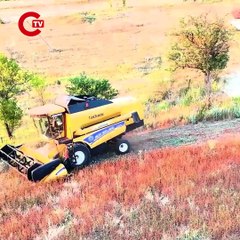 'Yapamazsınız' diyenleri dinlemeden ektiler: Hasadı başladı! Çölyak hastalarının besin kaynağı!..