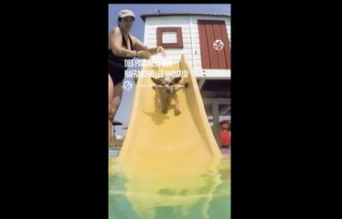 Canicule: en Espagne, les chiens restent au frais grâce à une piscine qui leur est réservée