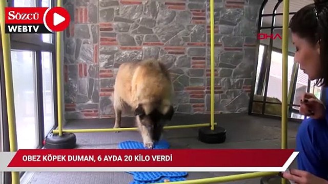 Obez köpek Duman, 6 ayda 20 kilo verdi